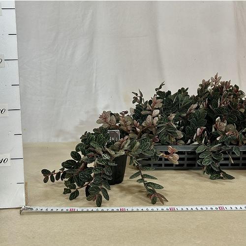 観葉植物　ペリオニア プルクラ 3号ポット(個体おまかせ1鉢)　インテリアグリーン おしゃれ 可愛い かわいい 室内園芸 |  | 03