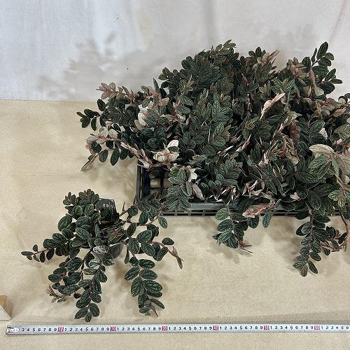 観葉植物　ペリオニア プルクラ 3号ポット(個体おまかせ1鉢)　インテリアグリーン おしゃれ 可愛い かわいい 室内園芸 |  | 04