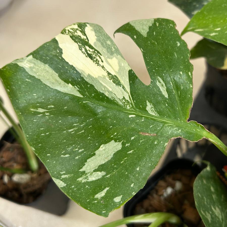 観葉植物　斑入りモンステラ タイコンステレーション 3.5号スリット角鉢(個体おまかせ1鉢)　インテリアグリーン おしゃれ 可愛い かわいい 室内園芸 |  | 10