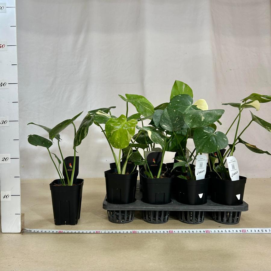 観葉植物　斑入りモンステラ タイコンステレーション 3.5号スリット角鉢(個体おまかせ1鉢)　インテリアグリーン おしゃれ 可愛い かわいい 室内園芸 |  | 11