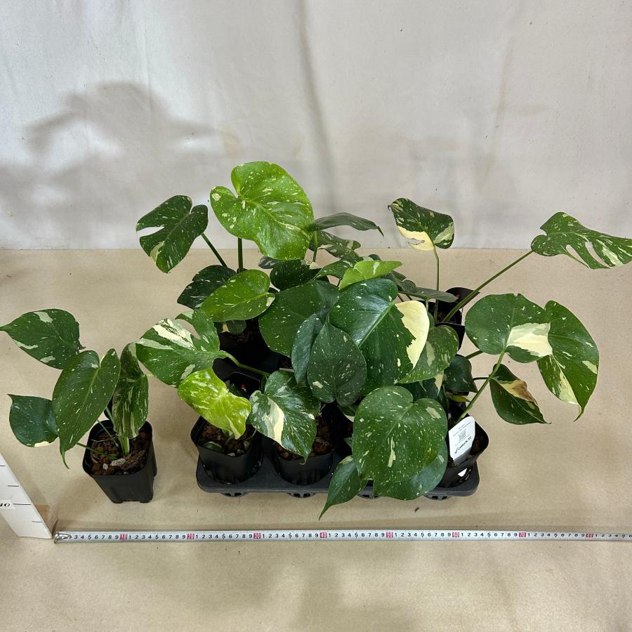 観葉植物　斑入りモンステラ タイコンステレーション 3.5号スリット角鉢(個体おまかせ1鉢)　インテリアグリーン おしゃれ 可愛い かわいい 室内園芸 |  | 12
