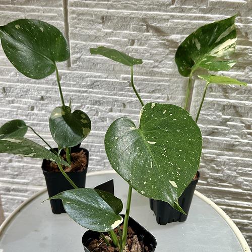 観葉植物　斑入りモンステラ タイコンステレーション 3.5号スリット角鉢(個体おまかせ1鉢)　インテリアグリーン おしゃれ 可愛い かわいい 室内園芸 |  | 01
