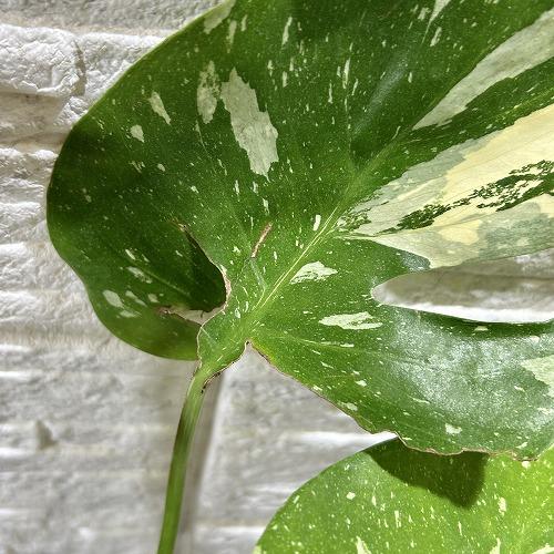 観葉植物　斑入りモンステラ タイコンステレーション 3.5号スリット角鉢(個体おまかせ1鉢)　インテリアグリーン おしゃれ 可愛い かわいい 室内園芸 |  | 02