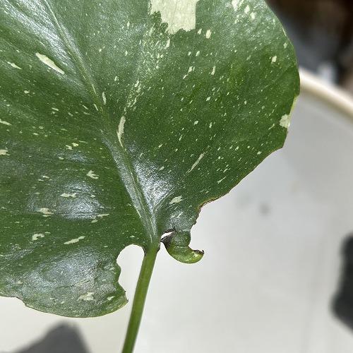 観葉植物　斑入りモンステラ タイコンステレーション 3.5号スリット角鉢(個体おまかせ1鉢)　インテリアグリーン おしゃれ 可愛い かわいい 室内園芸 |  | 03