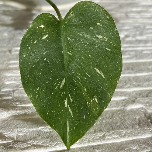 観葉植物　斑入りモンステラ タイコンステレーション 3.5号スリット角鉢(個体おまかせ1鉢)　インテリアグリーン おしゃれ 可愛い かわいい 室内園芸 |  | 04