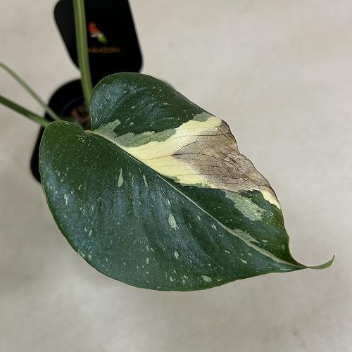 観葉植物　斑入りモンステラ タイコンステレーション 3.5号スリット角鉢(個体おまかせ1鉢)　インテリアグリーン おしゃれ 可愛い かわいい 室内園芸 |  | 05