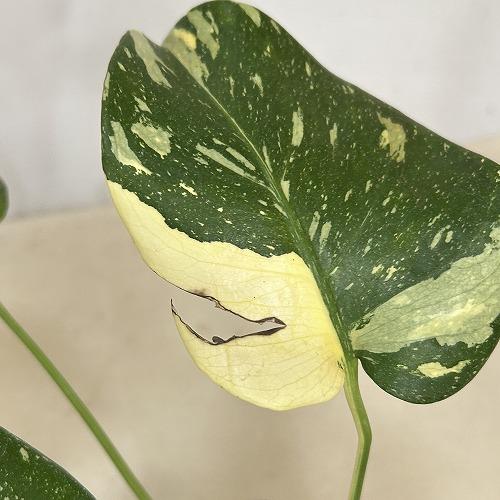 観葉植物　斑入りモンステラ タイコンステレーション 3.5号スリット角鉢(個体おまかせ1鉢)　インテリアグリーン おしゃれ 可愛い かわいい 室内園芸 |  | 06