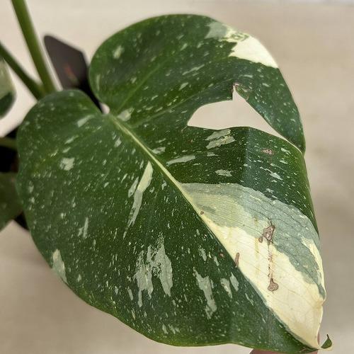 観葉植物　斑入りモンステラ タイコンステレーション 3.5号スリット角鉢(個体おまかせ1鉢)　インテリアグリーン おしゃれ 可愛い かわいい 室内園芸 |  | 07