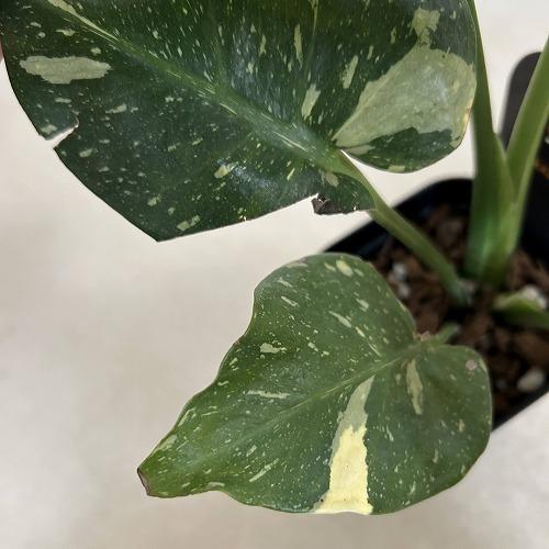 観葉植物　斑入りモンステラ タイコンステレーション 3.5号スリット角鉢(個体おまかせ1鉢)　インテリアグリーン おしゃれ 可愛い かわいい 室内園芸 |  | 08