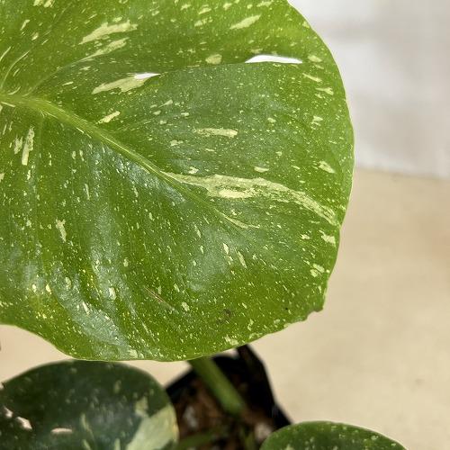 観葉植物　斑入りモンステラ タイコンステレーション 3.5号スリット角鉢(個体おまかせ1鉢)　インテリアグリーン おしゃれ 可愛い かわいい 室内園芸 |  | 09