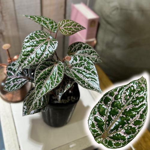 観葉植物 ピペル sp.(品種不明) 3号(個体おまかせ1鉢) インテリア