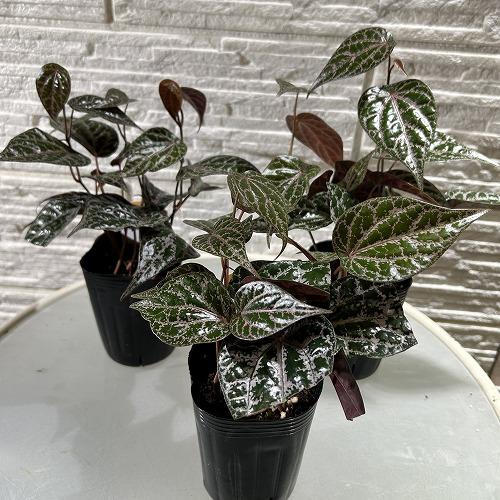 観葉植物 ピペル sp.(品種不明) 3号(個体おまかせ1鉢) インテリア
