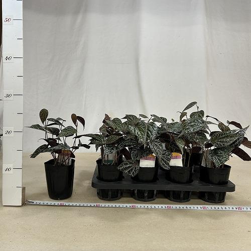 観葉植物 ピペル sp.(品種不明) 3号(個体おまかせ1鉢) インテリア