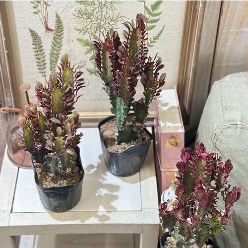 多肉植物 ユーフォルビア セキリュウ 3号ポット(個体おまかせ1鉢