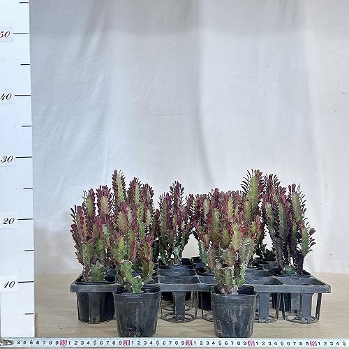 多肉植物 ユーフォルビア セキリュウ 3号ポット(個体おまかせ1鉢