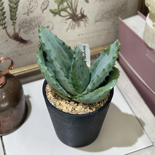 観葉植物　アロエ 鬼切丸 3.5号鉢(個体おまかせ1鉢)　インテリアグリーン 室内園芸 おしゃれ 可愛い かわいい |  | 01