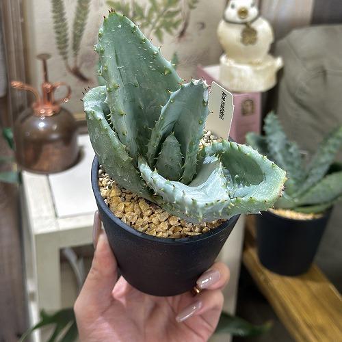 観葉植物　アロエ 鬼切丸 3.5号鉢(個体おまかせ1鉢)　インテリアグリーン 室内園芸 おしゃれ 可愛い かわいい |  | 02