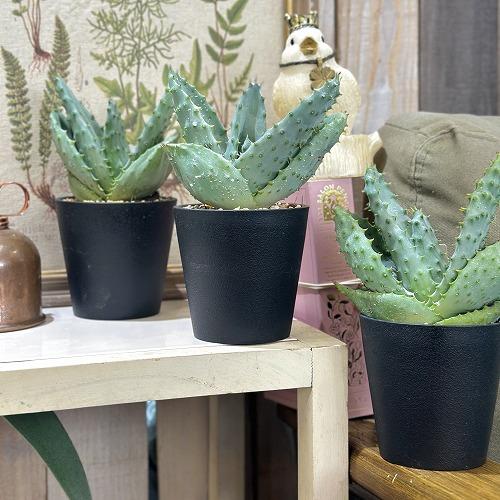 観葉植物　アロエ 鬼切丸 3.5号鉢(個体おまかせ1鉢)　インテリアグリーン 室内園芸 おしゃれ 可愛い かわいい |  | 03