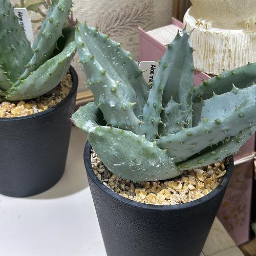 観葉植物　アロエ 鬼切丸 3.5号鉢(個体おまかせ1鉢)　インテリアグリーン 室内園芸 おしゃれ 可愛い かわいい |  | 04