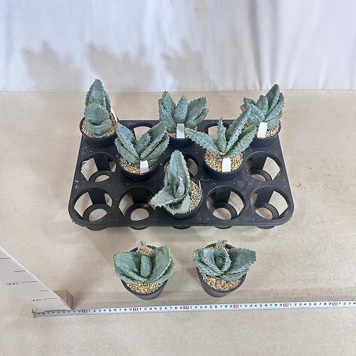 観葉植物　アロエ 鬼切丸 3.5号鉢(個体おまかせ1鉢)　インテリアグリーン 室内園芸 おしゃれ 可愛い かわいい |  | 05