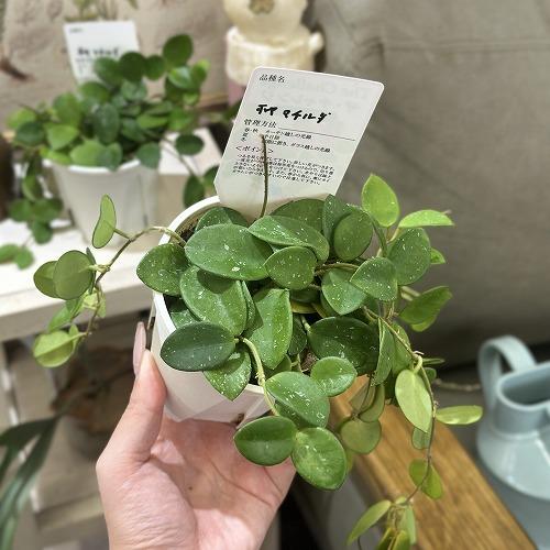 観葉植物 ホヤ マチルダ 3.5号スリット鉢(個体おまかせ1鉢) インテリア