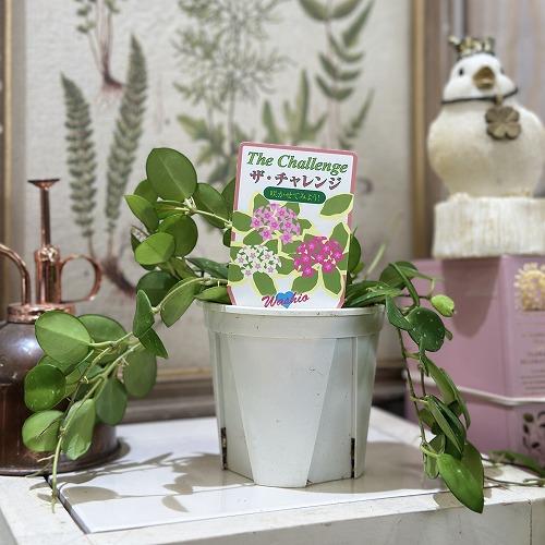 観葉植物 ホヤ マチルダ 3.5号スリット鉢(個体おまかせ1鉢) インテリア