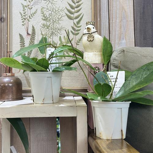 観葉植物 ホヤ カリストフィラ AH-003 3.5号スリット鉢(個体おまかせ1