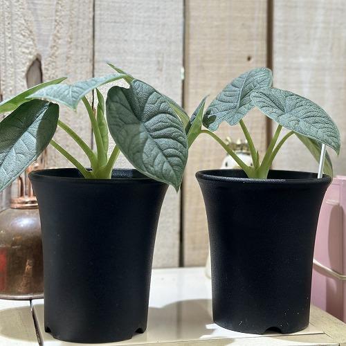 観葉植物　アロカシア メロ 3.5号ロング鉢(個体おまかせ1鉢)　インテリアグリーン 室内園芸 おしゃれ 可愛い かわいい |  | 01