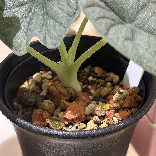 観葉植物　アロカシア メロ 3.5号ロング鉢(個体おまかせ1鉢)　インテリアグリーン 室内園芸 おしゃれ 可愛い かわいい |  | 02