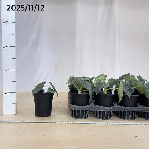 観葉植物　アロカシア メロ 3.5号ロング鉢(個体おまかせ1鉢)　インテリアグリーン 室内園芸 おしゃれ 可愛い かわいい |  | 04