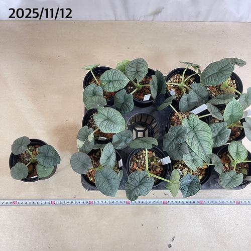 観葉植物　アロカシア メロ 3.5号ロング鉢(個体おまかせ1鉢)　インテリアグリーン 室内園芸 おしゃれ 可愛い かわいい |  | 05