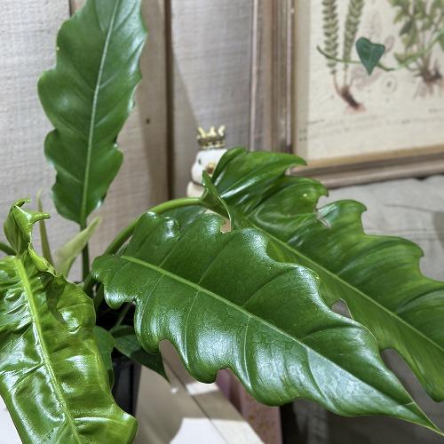 観葉植物　フィロデンドロン ナロー 3.5号スリット鉢(個体おまかせ1鉢)　インテリアグリーン 室内園芸 おしゃれ 可愛い かわいい |  | 01