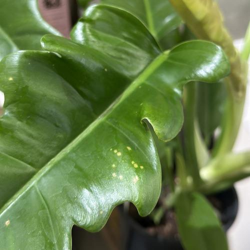 観葉植物　フィロデンドロン ナロー 3.5号スリット鉢(個体おまかせ1鉢)　インテリアグリーン 室内園芸 おしゃれ 可愛い かわいい |  | 02