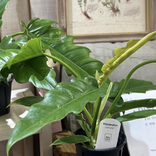 観葉植物　フィロデンドロン ナロー 3.5号スリット鉢(個体おまかせ1鉢)　インテリアグリーン 室内園芸 おしゃれ 可愛い かわいい |  | 04