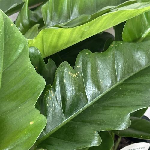 観葉植物　フィロデンドロン ナロー 3.5号スリット鉢(個体おまかせ1鉢)　インテリアグリーン 室内園芸 おしゃれ 可愛い かわいい |  | 05