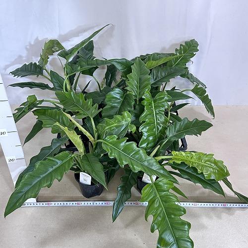 観葉植物　フィロデンドロン ナロー 3.5号スリット鉢(個体おまかせ1鉢)　インテリアグリーン 室内園芸 おしゃれ 可愛い かわいい |  | 06