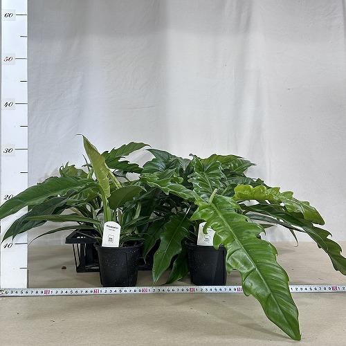 観葉植物　フィロデンドロン ナロー 3.5号スリット鉢(個体おまかせ1鉢)　インテリアグリーン 室内園芸 おしゃれ 可愛い かわいい |  | 07