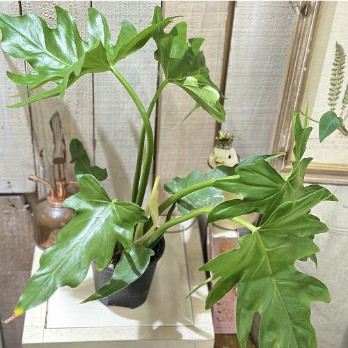 観葉植物 フィロデンドロン マヨイタヒチ 3.5号スリット鉢(個体