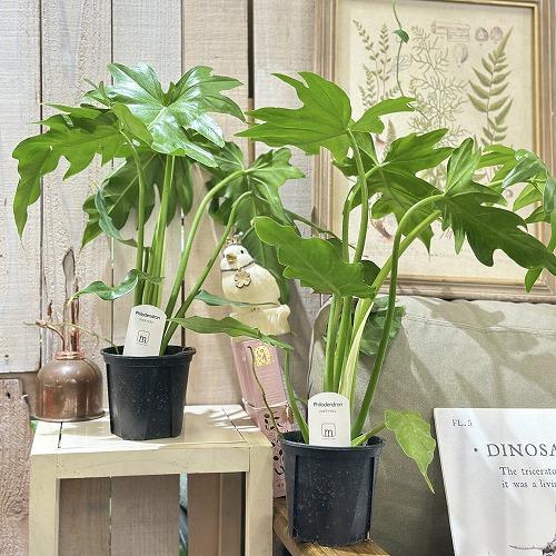 観葉植物 フィロデンドロン マヨイタヒチ 3.5号スリット鉢(個体