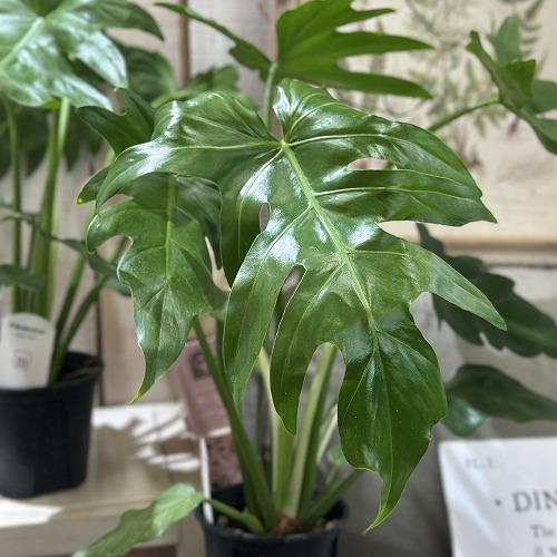 観葉植物 フィロデンドロン マヨイタヒチ 3.5号スリット鉢(個体