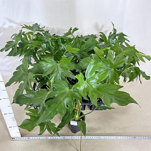 観葉植物 フィロデンドロン マヨイタヒチ 3.5号スリット鉢(個体