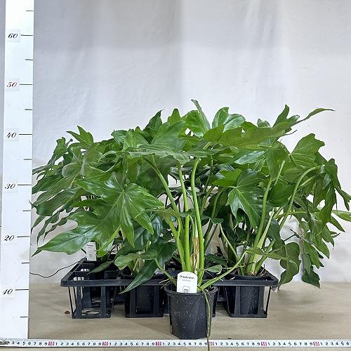 観葉植物 フィロデンドロン マヨイタヒチ 3.5号スリット鉢(個体