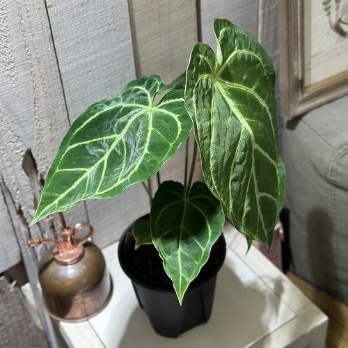 観葉植物 アンスリウム レガレ ハイブリッド 4号スリット鉢(個体