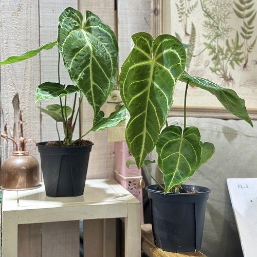 観葉植物 アンスリウム レガレ ハイブリッド 4号スリット鉢(個体