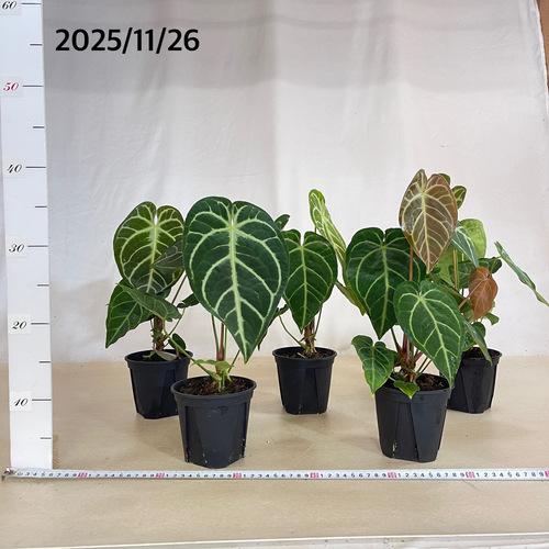 観葉植物 アンスリウム レガレ ハイブリッド 4号スリット鉢(個体