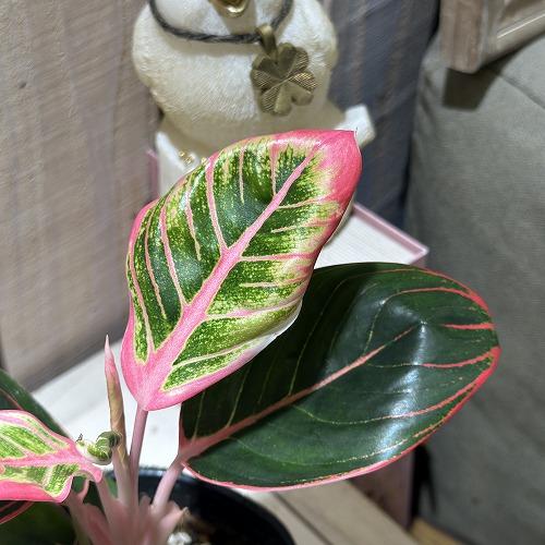 ★ポットごと♡ロータス デライト♡アグラオネマ♡希少♡観葉植物 園芸ネット本店｜アグラオネマ：ロータスデライト2.5号ポット の通販