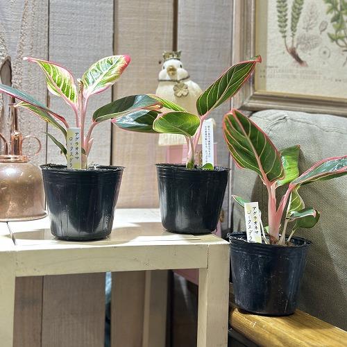 観葉植物 アグラオネマ ロータスデライト 3号ポット(個体おまかせ1鉢