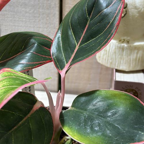 観葉植物 アグラオネマ ロータスデライト 3号ポット(個体おまかせ1鉢