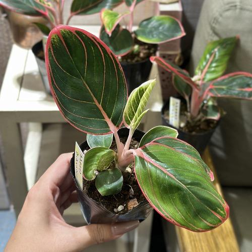 観葉植物 アグラオネマ ロータスデライト 3号ポット(個体おまかせ1鉢