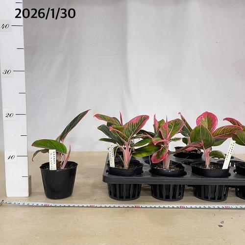 観葉植物 アグラオネマ ロータスデライト 3号ポット(個体おまかせ1鉢